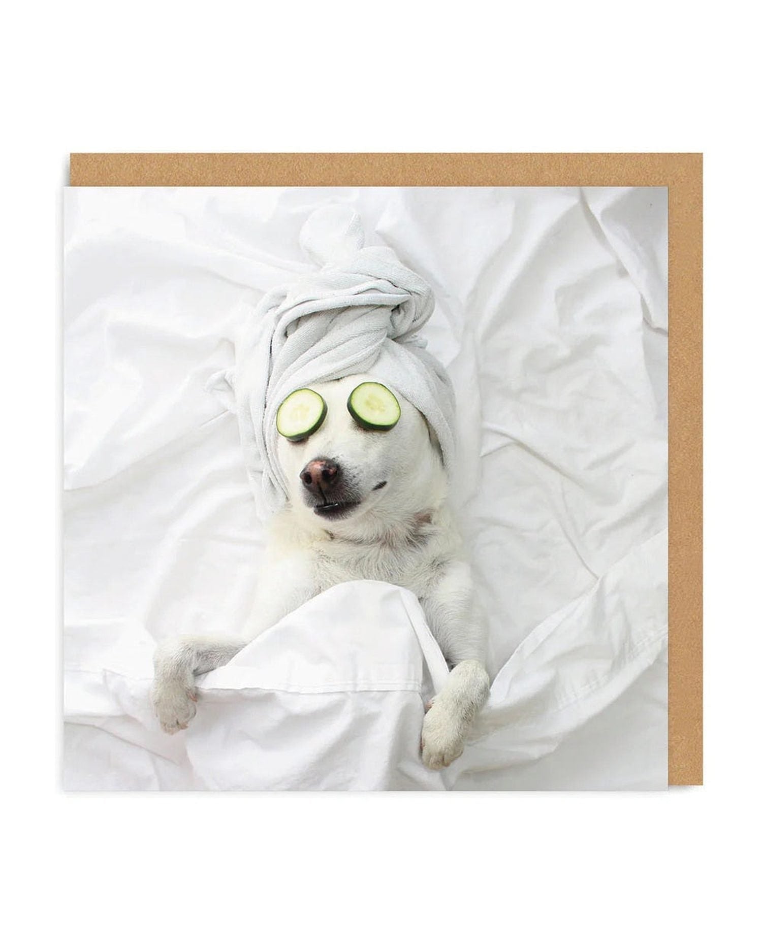 Pampered Pooch Quirky Mother's Day Card The Crafty Bonobo Greetings Card 1